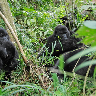 Bwindi - Gorillas